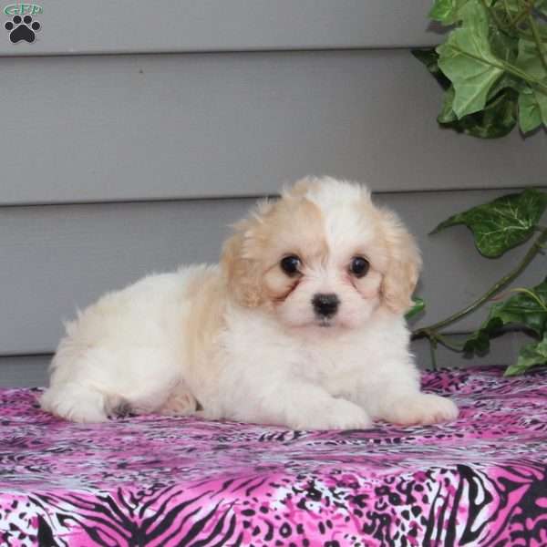 Ruby, Cavachon Puppy